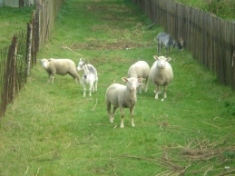 Poland farm sheep and goats