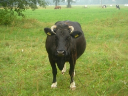 Polish farm cow