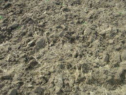 Polish farm earth