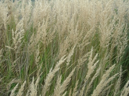 Polish farm grass
