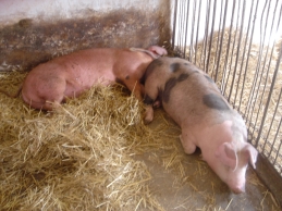 Polish farm pigs